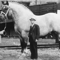 گوناگون/ اسب تاریخ‌سازی که وزن آن بیشتر از ماشین‌ها بود