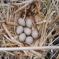 زادآوری صدها قطعه پرنده در تالاب کانی‌برازان مهاباد
