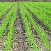 چرا خشکه‌کاری برنج در گلستان شکست خورد؟