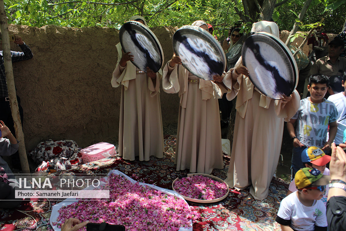 برداشت گل محمدی و گلابگیری روستای فرخد