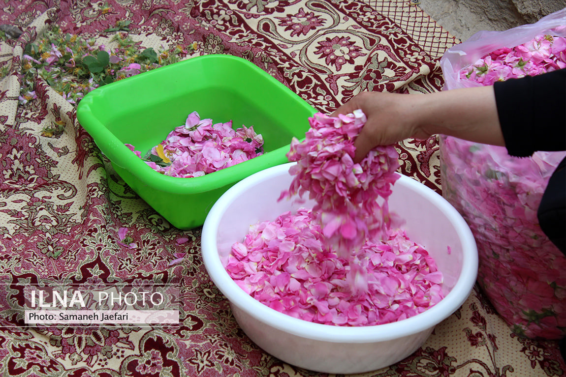 برداشت گل محمدی و گلابگیری روستای فرخد