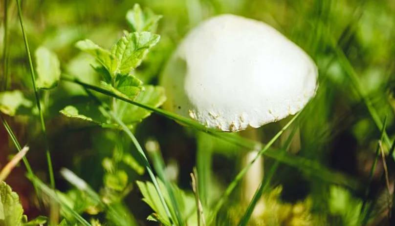 دانشمندان برای کشنده‌ترین قارچ جهان پادزهری احتمالی کشف کردند