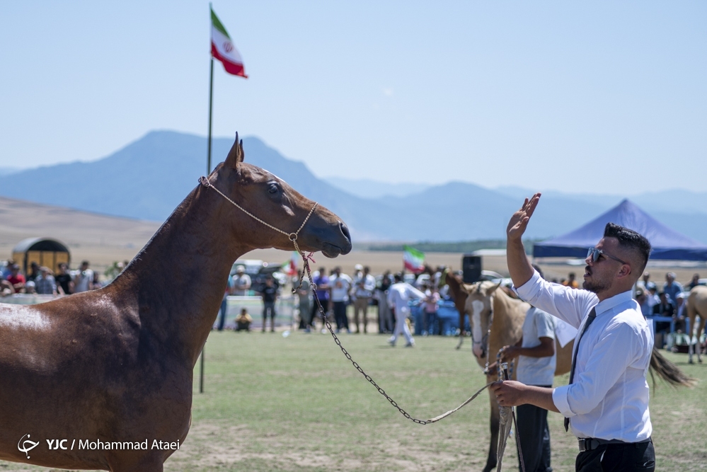 جشنواره ملی زیبایی اسب اصیل ترکمن