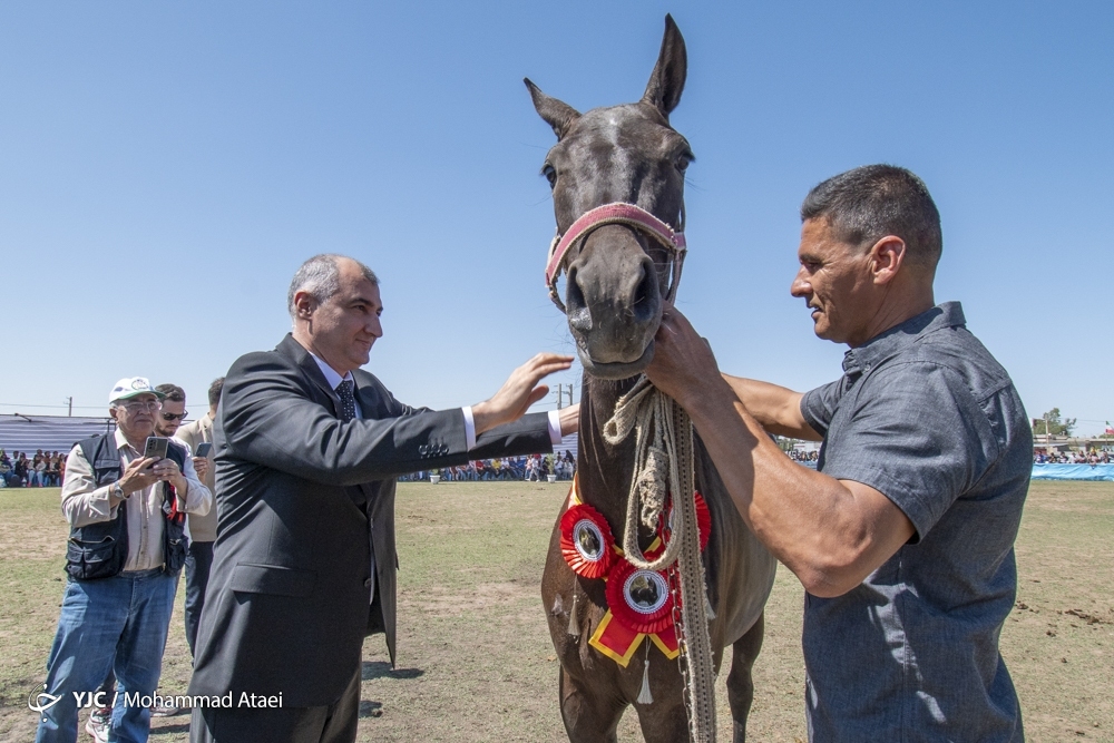 جشنواره ملی زیبایی اسب اصیل ترکمن