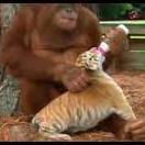 شیر دادن به بچه ببرها توسط اورانگوتان!