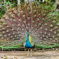 نژادهای زیبا و متنوع طاووس‌ها