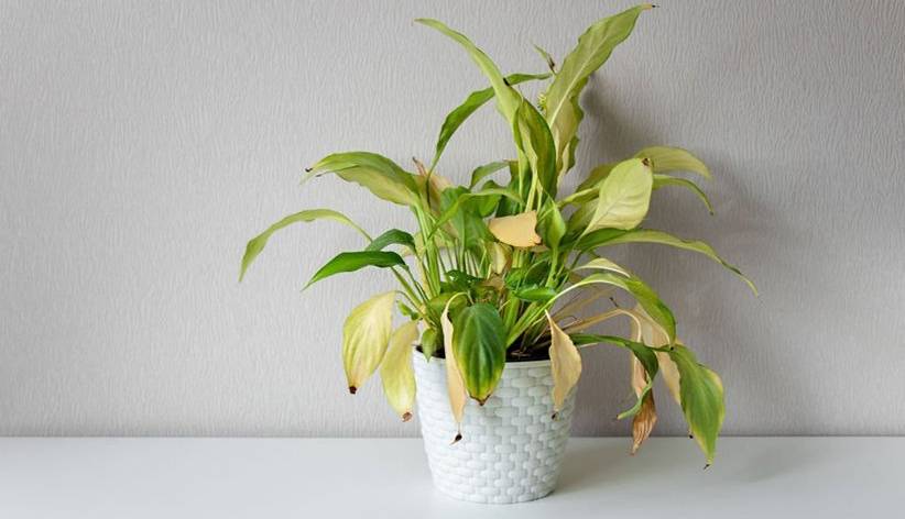 دلیل اصلی زرد شدن گیاهان آپارتمانی چیست؟