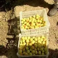 برداشت ۲ هزار تن زردآلو از باغات سیستان و بلوچستان