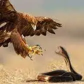 شکار مار سمی توسط عقاب