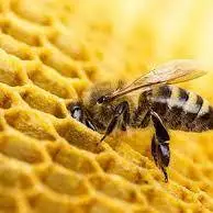 بستن پاها به یکدیگر توسط زنبور عسل برای تشکیل ساختار کندو