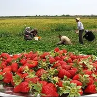 آغاز برداشت توت‌فرنگی از زمین‌های کشاورزی استان کردستان