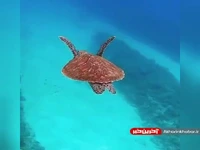 شنا کردن لاکپشت در اعماق دریا