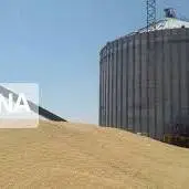 ‍خرید تضمینی گندم در مناطق جنوبی لرستان از مرز 5 هزار تن گذشت