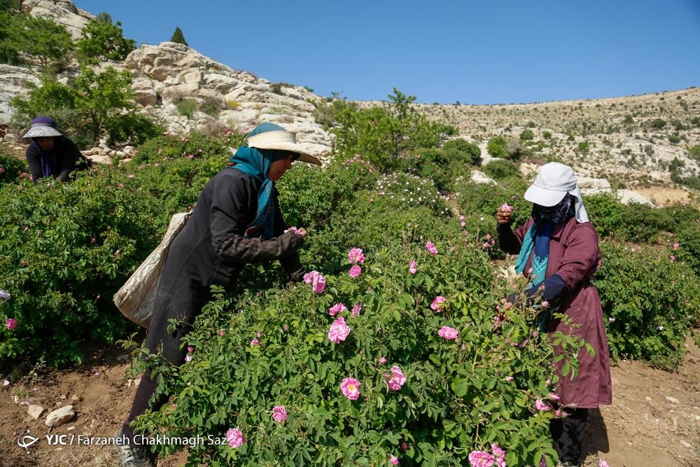 عکس/ آغاز برداشت گل محمدی از دشتهای لایزَنگان داراب