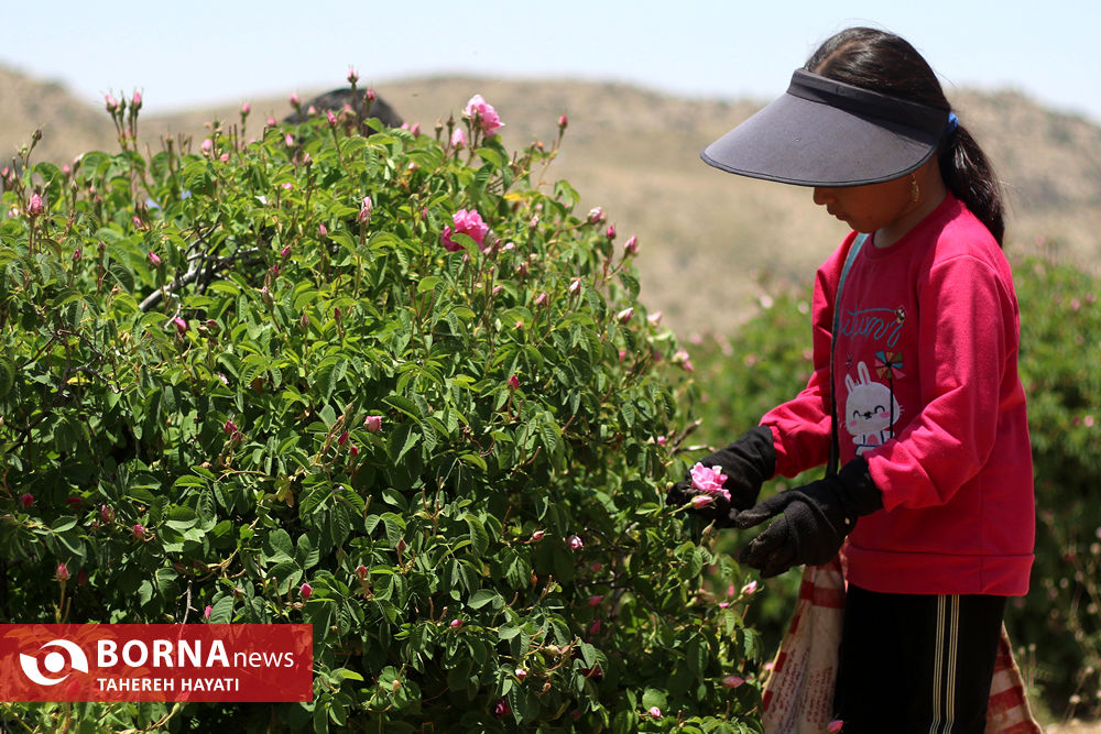 روستای «لایرنگان»، بزرگترین دشت گل محمدی دیمی جهان