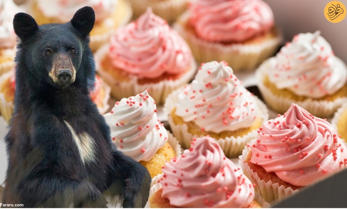 خرس سیاه یک جعبه کیک سرقت کرد!