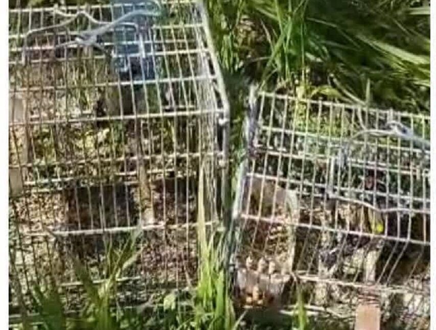 شکارچیان غیرمجاز در آذربایجان شرقی دستگیر شدند