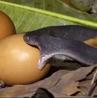 تلاش باورنکردنی یک مار طمع‌کار برای بلعیدن یک تخم مرغ بزرگ