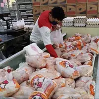 تشکیل ۱۸۰ پرونده تخلف عرضه مرغ در گیلان 