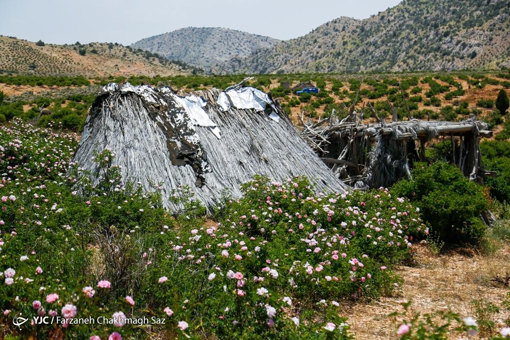 عکس/ آغاز برداشت گل محمدی از دشتهای لایزَنگان داراب