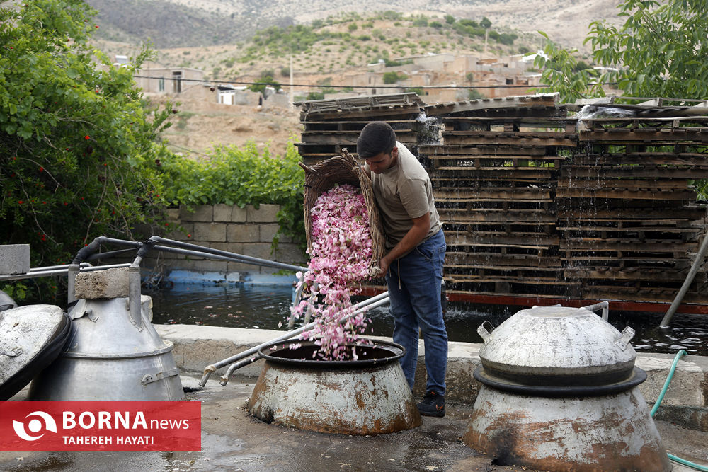 روستای «لایرنگان»، بزرگترین دشت گل محمدی دیمی جهان