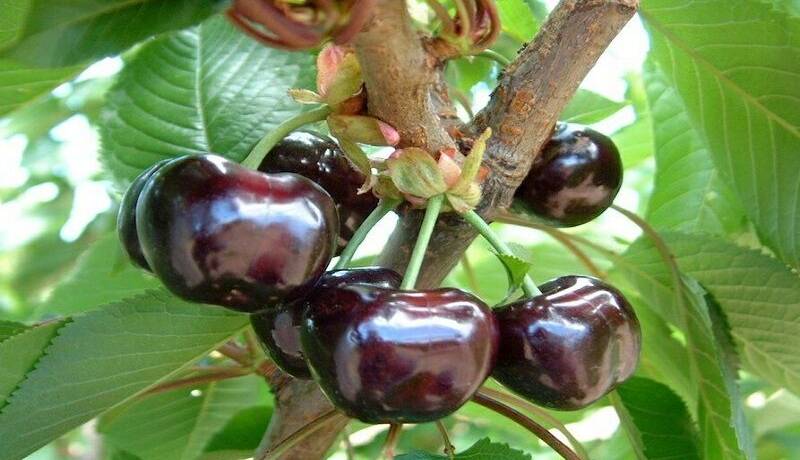 برداشت ۴۰ هزار تُن گیلاس در قزوین آغاز شد
