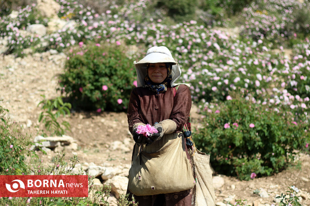 روستای «لایرنگان»، بزرگترین دشت گل محمدی دیمی جهان