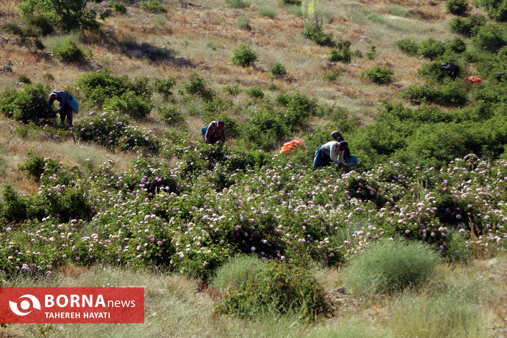 روستای «لایرنگان»، بزرگترین دشت گل محمدی دیمی جهان