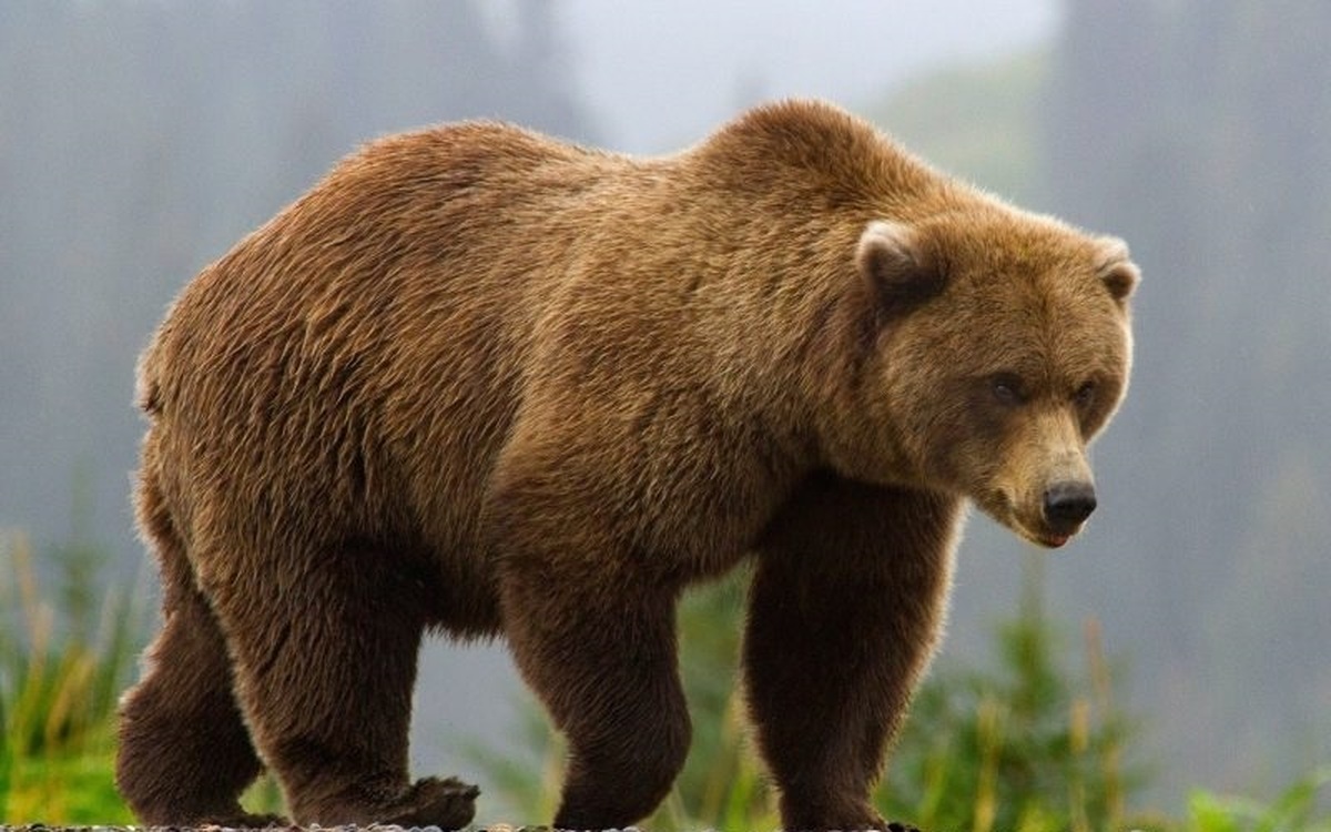 شیطنت دو توله خرس برای فرار از پارک طبیعت قزوین