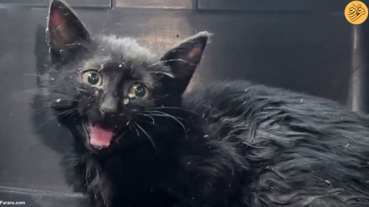 لحظه نجات بچه گربه‌ای که سه روز در لوله گیر کرده بود