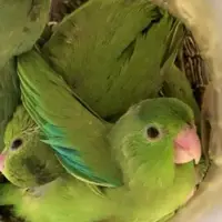 جوجه‌ها در فرودگاه و در یک کیف دستی از تخم بیرون آمدند!