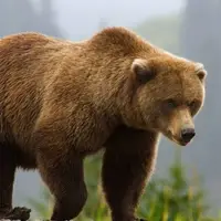 شیطنت دو توله خرس برای فرار از پارک طبیعت قزوین