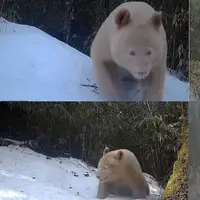 تنها خرس پاندای سفید جهان دیده شد