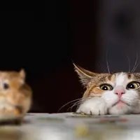 کمین و شیرجه تماشایی گربه برای شکار یک موش