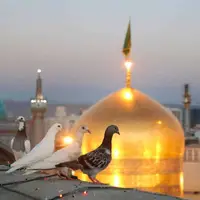  امام رضا(ع) قربون کبوترات