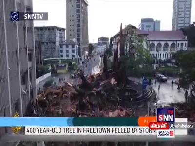 درخت 400 ساله سیرالئون سقوط کرد