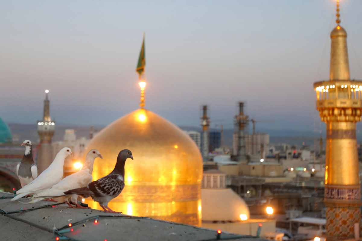 امام رضا(ع) قربون کبوترات