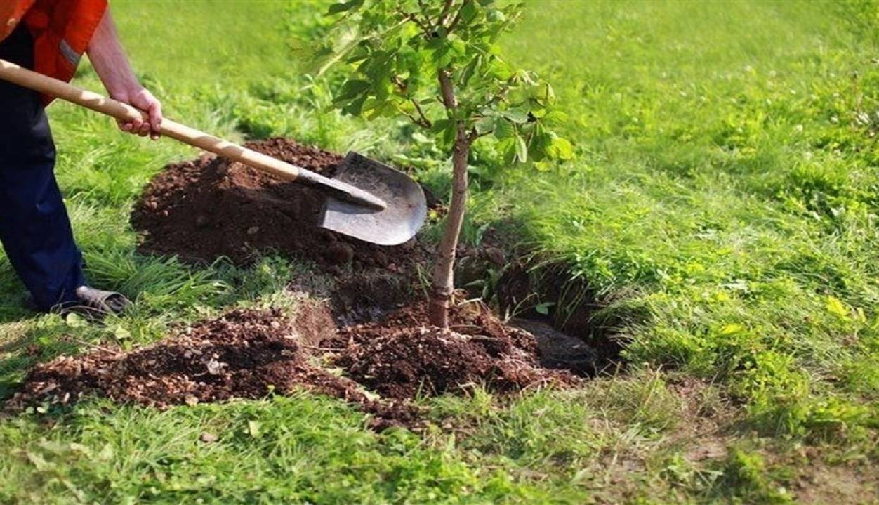 درختکاری و ساخت سرویس بهداشتی جایگزین حبس در ارومیه شد