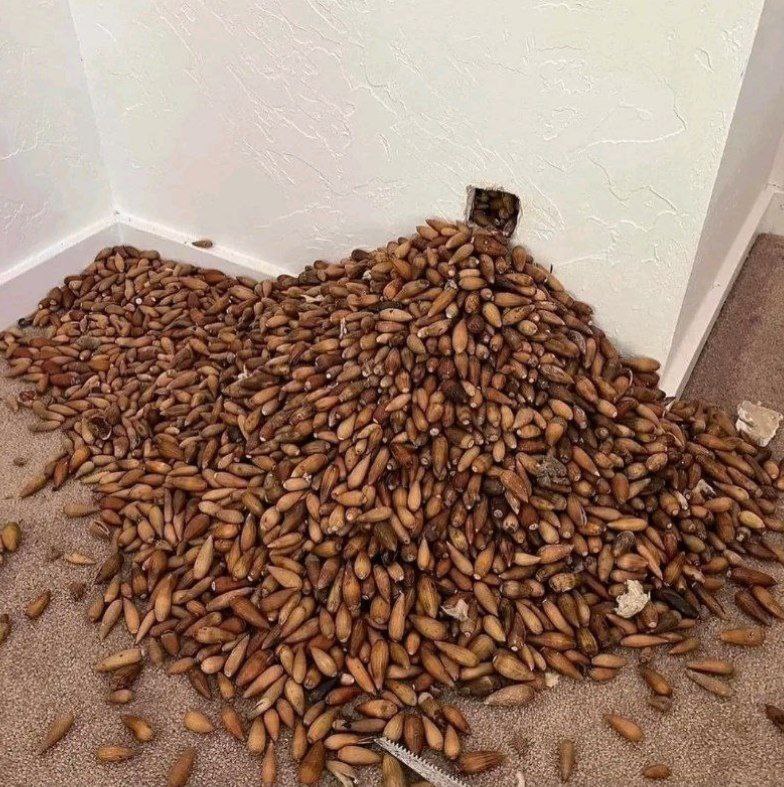 ذخیره غذایی یک سنجاب داخل دیوار یک خانه!