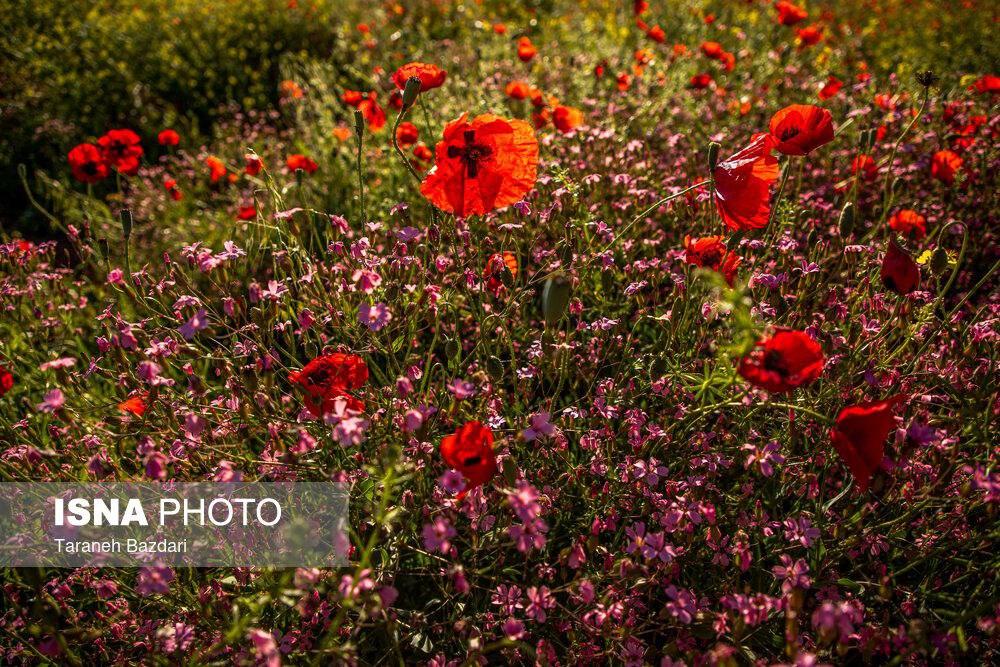 تصاویری از جنگل‌های زیبای بلوط در لرستان