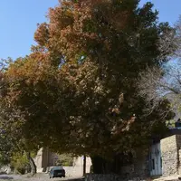 ثبت ملی درختان چنار عمارت باغ سراب در شاهرود