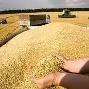 افزایش 60 درصدی خرید گندم در ایلام