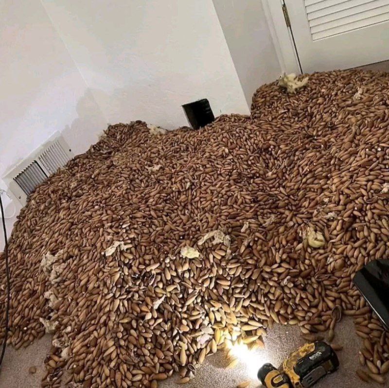 ذخیره غذایی یک سنجاب داخل دیوار خانه!