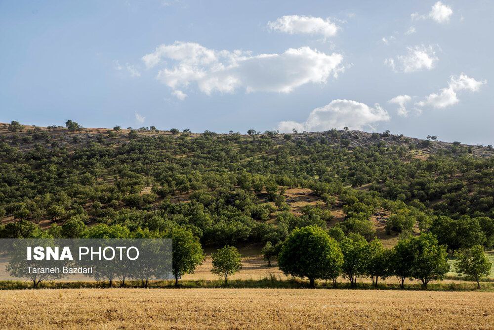 تصاویری از جنگل‌های زیبای بلوط در لرستان