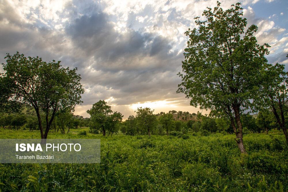 تصاویری از جنگل‌های زیبای بلوط در لرستان