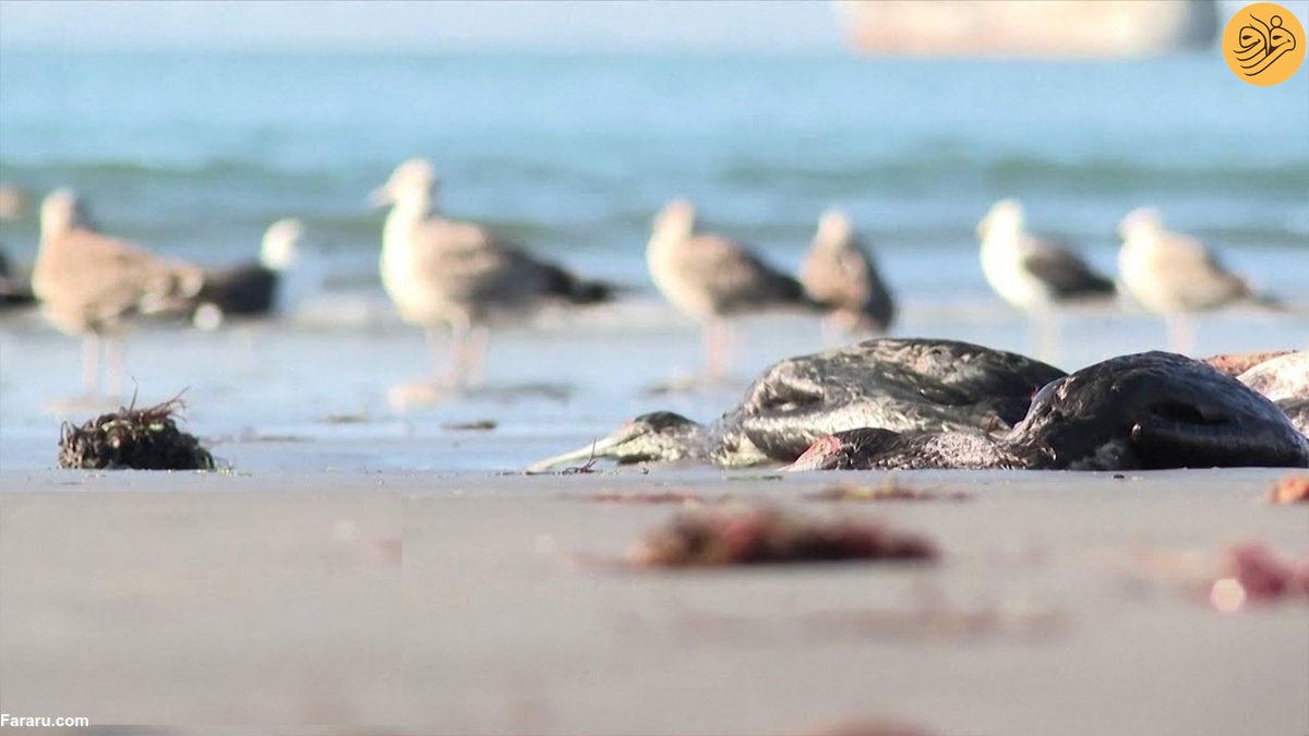 مرگ مرموز صدها پرنده در سواحل شیلی