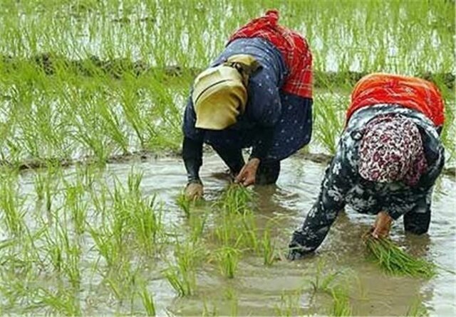 نشای ۹۳ درصد از شالیزارهای گیلان