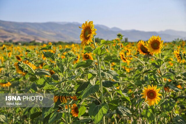 آفتابگردان، محصولی سازگار و پرسود در الگوی کشت زراعی سیستانوبلوچستان