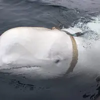 نهنگ جاسوس دوباره مشاهده شد