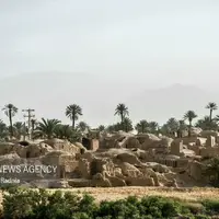 طبس، سرزمین نخلستان‌های خرما